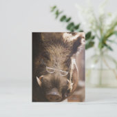 外に詰まった眼鏡をかけた猪 ポストカード (スタンド正面)