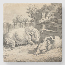 外のペンで藁に寝ている2匹の豚 ストーンコースター