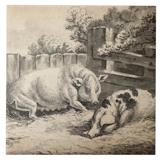 外のペンで藁に寝ている2匹の豚 タイル (正面)