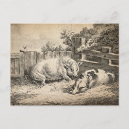 外のペンで藁に寝ている2匹の豚 ポストカード