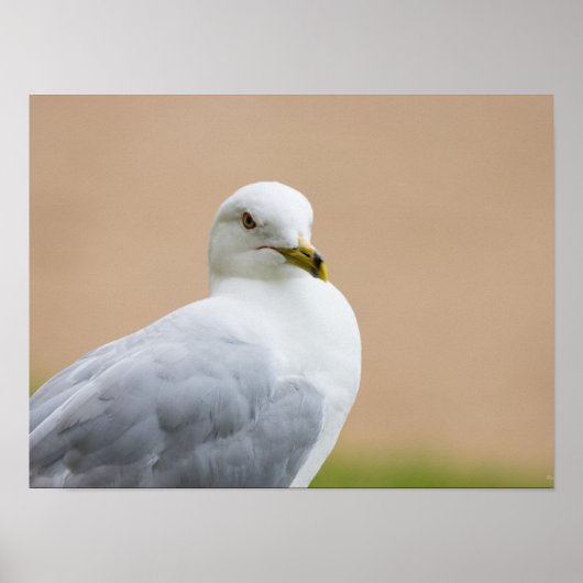 外を見る ポスター (正面)