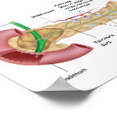 外分泌膵臓と内分泌膵臓、標識されたスケッチ。 ポスター (角)