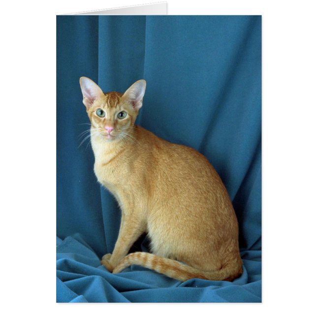 外国のオリエンタル、赤はカチカチ音をたてました (正面)