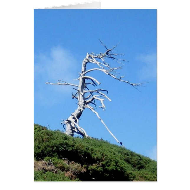 外国の木 (正面)