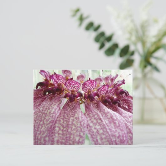 外来花 ポストカード (スタンド正面)