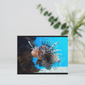 外来魚 ポストカード (スタンド正面)