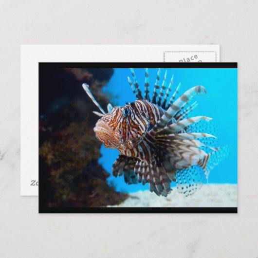 外来魚 ポストカード (正面/裏面)