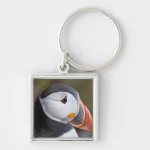 外洋性の海鳥、ニシツブイ キーホルダー