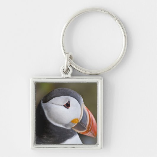 外洋性の海鳥、ニシツブイ キーホルダー (正面)