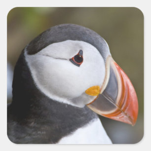 外洋性の海鳥、ニシツブイ スクエアシール