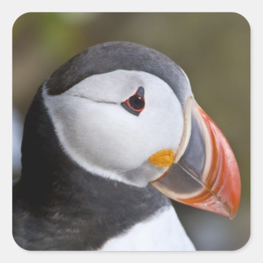 外洋性の海鳥、ニシツブイ スクエアシール (正面)