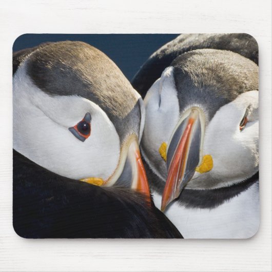 外洋性の海鳥、ニシツブイ マウスパッド (正面)