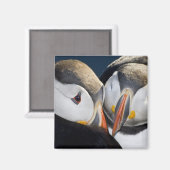 外洋性の海鳥、ニシツブイ マグネット (正面/裏面)