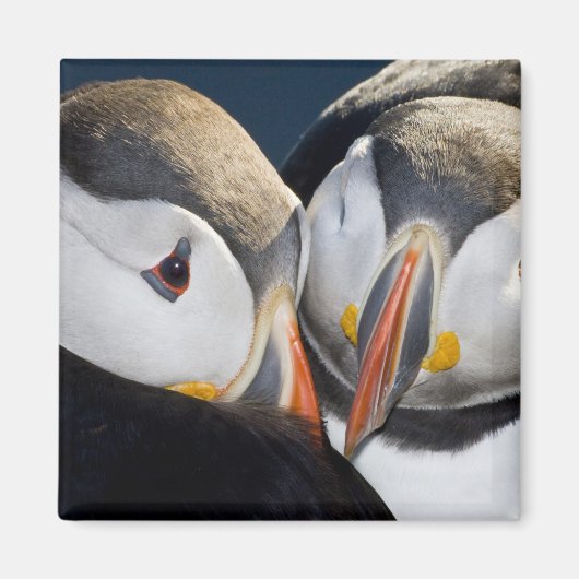 外洋性の海鳥、ニシツブイ マグネット (正面)