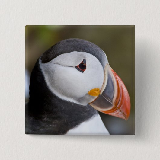 外洋性の海鳥、ニシツブイ 缶バッジ (正面)
