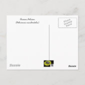 外部銀行からの挨拶OBX NC ポストカード (裏面)