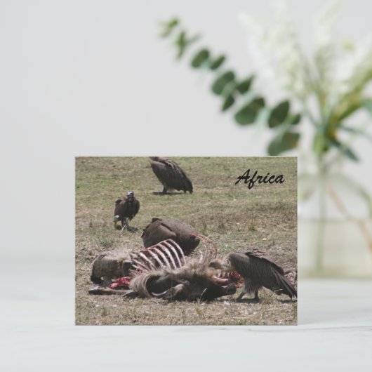 外陰茎 ポストカード (スタンド正面)