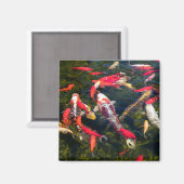 多くのコイ鯉が水面に浮かぶ マグネット (正面/裏面)