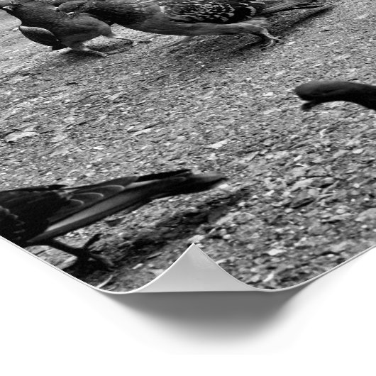 多くのハトの白黒の写真 ポスター (角)