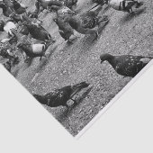 多くのハトの白黒写真撮影 薄葉紙 (詳細)