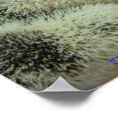 多くのピントスのポスター ポスター (角)