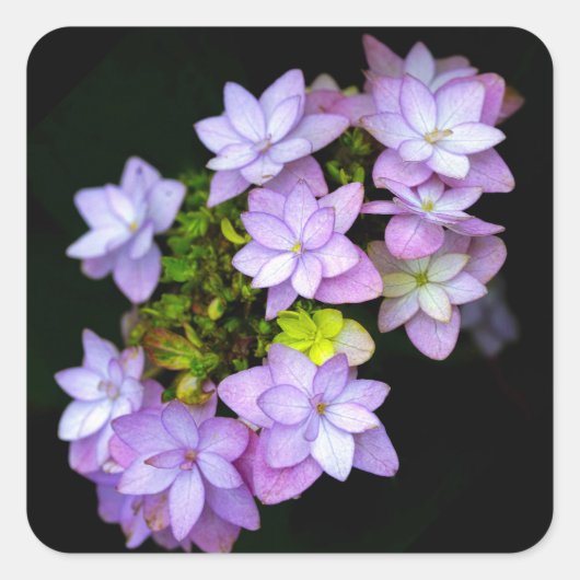 多くの弁紫色の花の茂み スクエアシール (正面)