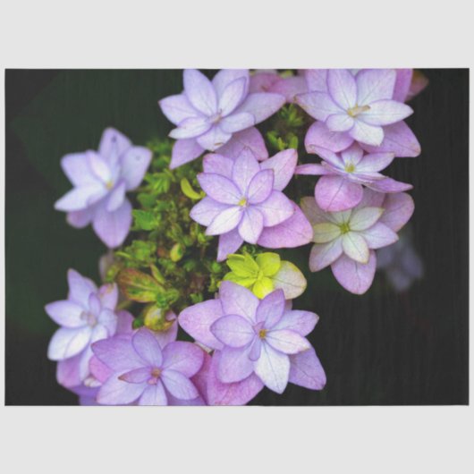多くの弁紫色の花の茂み 薄葉紙 (正面)