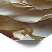 多くの美しい花びらのバラ ポスター (角)