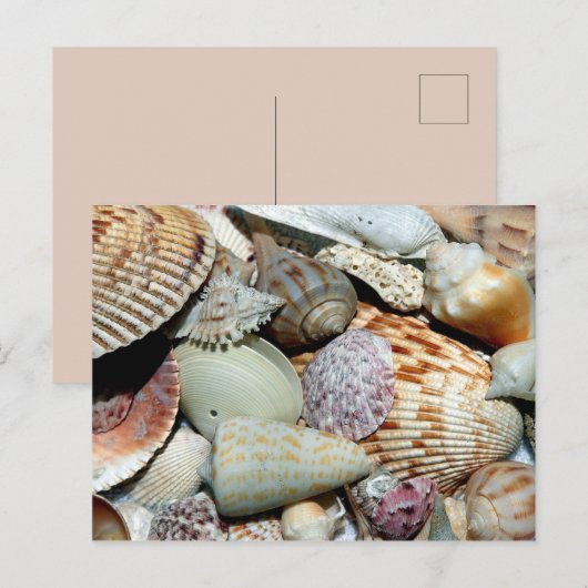 多くの貝殻 ポストカード (正面/裏面)