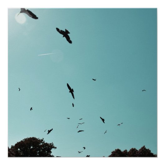 多くの鳥とコントレイル ポスター (正面)