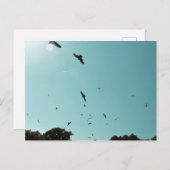 多くの鳥とコントレイル ポストカード (正面/裏面)