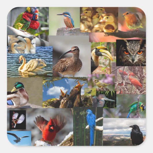多くの鳥のシール スクエアシール (正面)