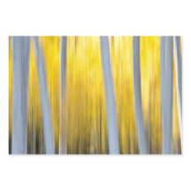 多くの《植物》アスペンの木