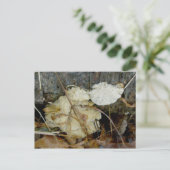 多孔性棚菌はがき ポストカード (スタンド正面)