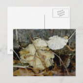 多孔性棚菌はがき ポストカード (正面/裏面)