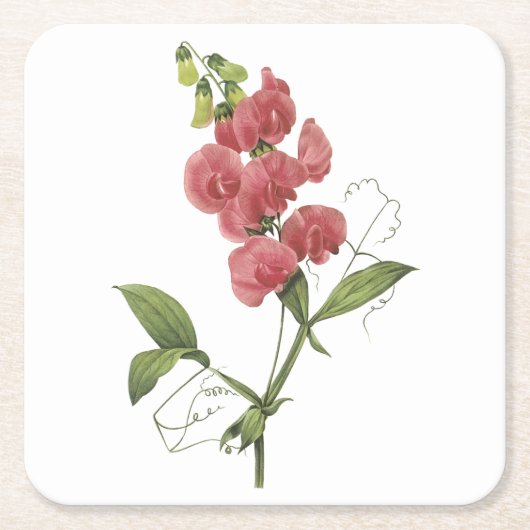 多年生のスイートピーby Redote スクエアペーパーコースター (正面)