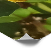 多年生ピーナッツ植物ビッグアイランドハワイ ポスター (角)