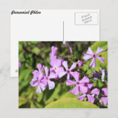 多年生フロックス# 1 ポストカード (正面/裏面)