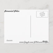 多年生フロックス# 1 ポストカード (裏面)