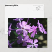 多年生フロックス# 2 ポストカード (正面/裏面)