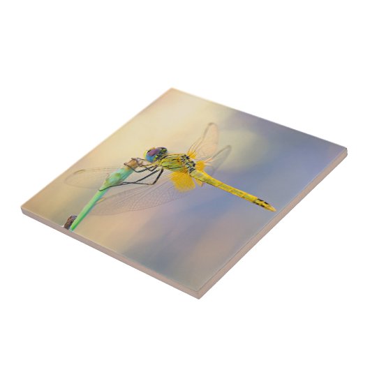 多彩のトンボ タイル (側面)