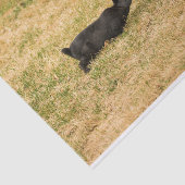 多様性 薄葉紙 (詳細)