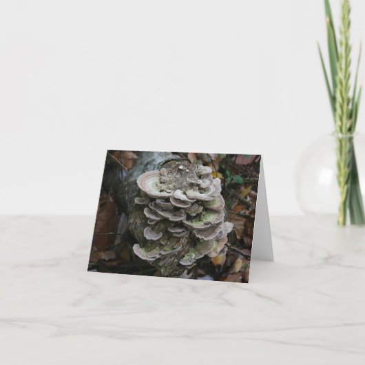 多毛菌カード空白の(Polypole Fungi Card) サンキューカード (正面)