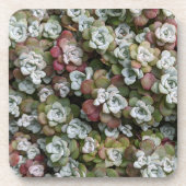 多汁性胞子嚢フローラ コースター (正面)