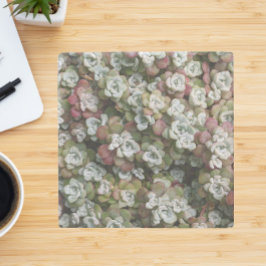 多汁性胞子嚢フローラ ストーンコースター