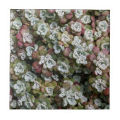 多汁性胞子嚢フローラ タイル (正面)