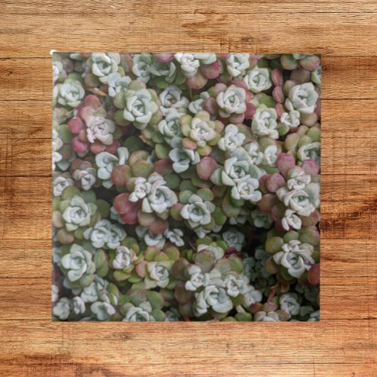 多汁性胞子嚢フローラ タイル