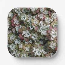 多汁性胞子嚢フローラ