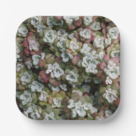 多汁性胞子嚢フローラ ペーパープレート