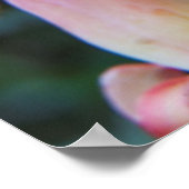 多肉のエチェベリアの花 ポスター (角)